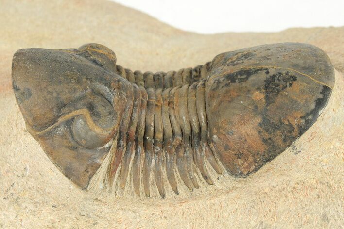 Paralejurus Trilobite Fossil - Foum Zguid, Morocco #204223